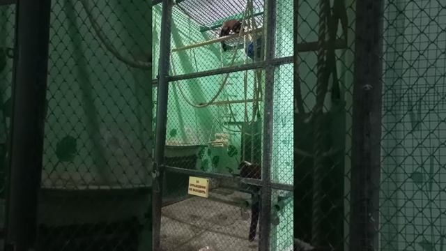 Красный лемур Вари. Челябинский зоопарк смотреть онлайн