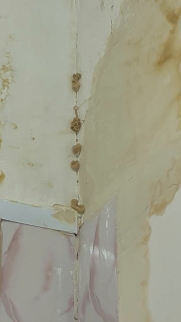 Оренбург 78 школа в туалете растут грибы на стенах