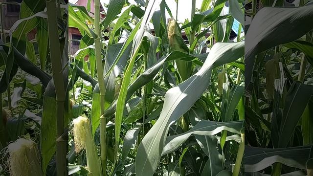 Кабачек! смотреть онлайн