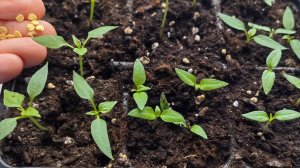 Что не любит рассада перца? 7 ошибок при посеве и выращивании перца