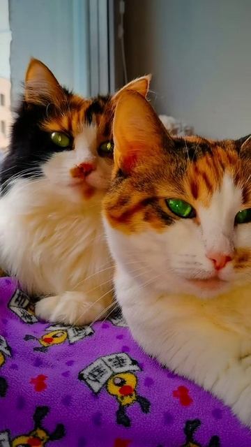 Почему твоя подруга молчит — Она немая! — А... Ну, молодец, хоть не перебивает! смотреть онлайн