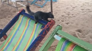 ТАЙЛАНД. ПАТТАЙЯ. БЕЛКА ЧЁРНАЯ НА ПЛЯЖЕ ДЖОМТЬЕН