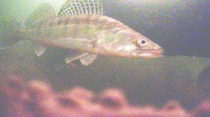 НАШЛИ СТАЮ СУДАКА. Судак атакует балансир рыбалка на Оке.