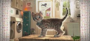 Котенок собирается в путешествие