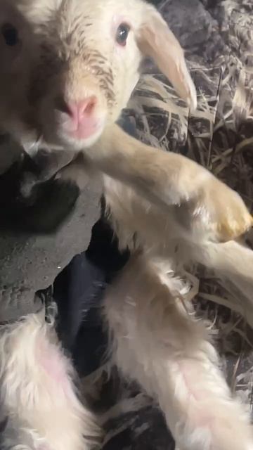 утеплили новорожденных ягнят смотреть онлайн