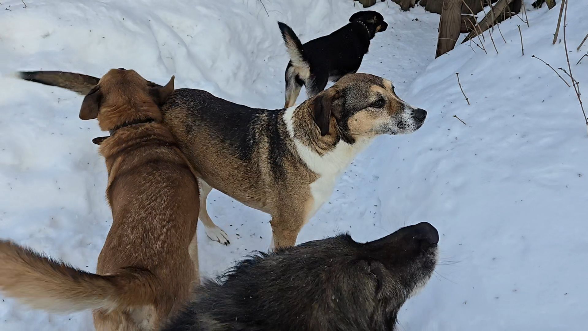 Ревнивые подружки, проблемы с обилием снега и способы их решения смотреть онлайн