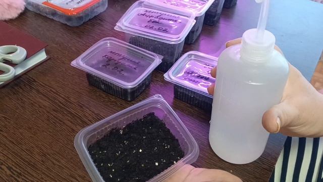 Февраль время посадок,замачиваю,сею,удобряю смотреть онлайн