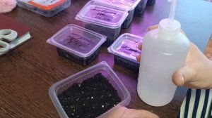 Февраль время посадок,замачиваю,сею,удобряю