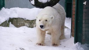 «САНАТОРИЙ» ДЛЯ МЕДВЕДЯ, 10.02.2026