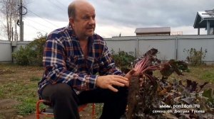 Свёкла Древняя Деликатесная Жаба Краподин Crapaudine Beet ОПИСАНИЕ СОРТА самой вкусной свёклы в мире