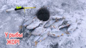 КЛЁВ КАК НА ЧЕРНЫХ КАМНЯХ! ЖОР РЫБЫ В ФЕВРАЛЕ! ЗИМНЯЯ РЫБАЛКА В СИЛЬНУЮ ПУРГУ. РЫБАЛКА 2026