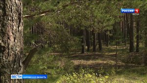 Продолжается работа по созданию экологической тропы в Великорецком