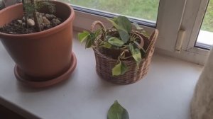 Лёшу ДЕПОРТИРОВАЛИ! Навожу тут свои порядки!