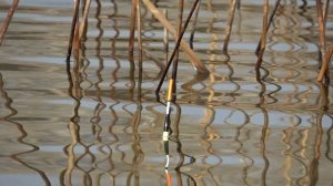 ВОТ ЭТО РЫБАЛКА В НОЯБРЕ! Я И НЕ ДУМАЛ ЧТО ТАКОЕ ВОЗМОЖНО! Рыбалка на поплавок. Ловля сазана, карася