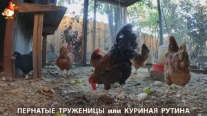 Куриная рутина – что делают куры на выгуле 😂 эпизод (129)