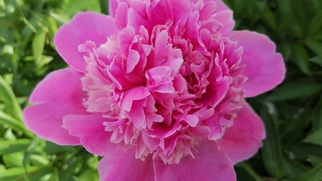 Цветочная терапия из пионов и ирисов. Все цветы из нашего сада смотреть онлайн