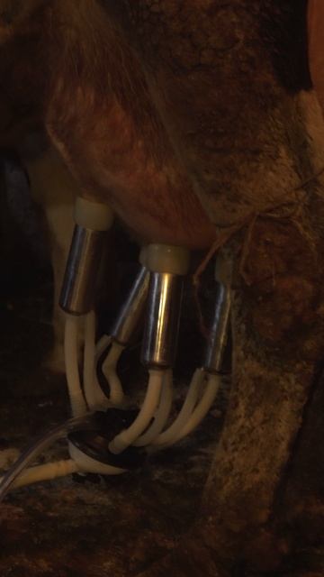 Доильный аппарат AGRI-TCK