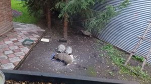 рубрика, архивные видео про барсучат