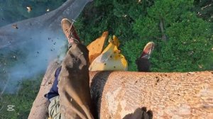 Гигантское дерево, Дикие пчелы и никакого страха – Настоящий сбор меда в джунглях!