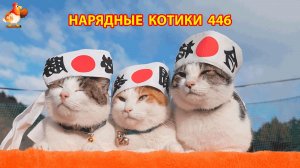 Нарядные Котики расслабляются на солнышке 🌞 🐈🐈🐈 (446)
