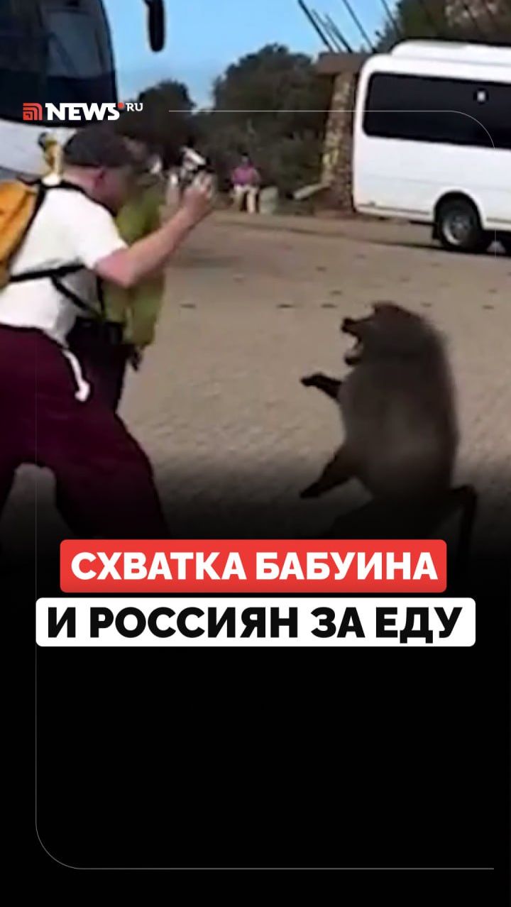 Видит цель — не видит препятствий. Бабуин напал на туристов ради чипсов и мороженого смотреть онлайн