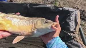 Ловлю сазана на эти насадки, рыбалка на флэт фидер