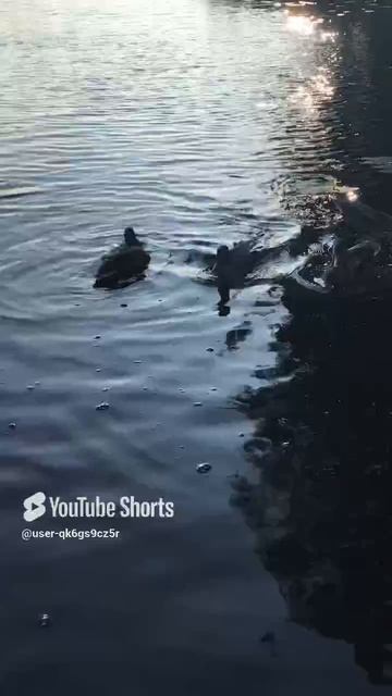 Ленинградская область. Хвойное. 03.09.2024. Видеопейзаж реки Вуокса с завтраком утят смотреть онлайн