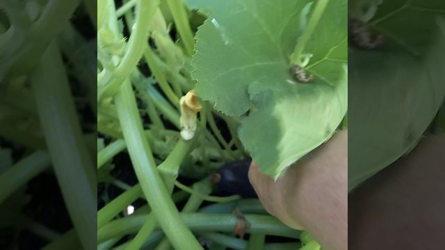 Лето! смотреть онлайн