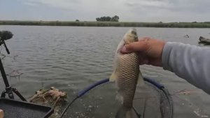 Добавил КИСЕЛЬ в прикормку и приплыли все обитатели реки