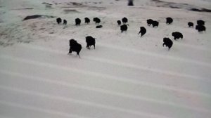 шок кантент