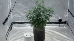 Дом для конопли