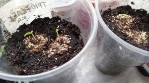 9 ФЕВРАЛЯ. ОБЗОР ВСХОДОВ .