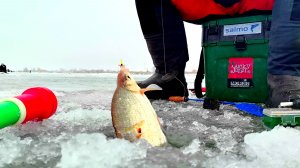Такого в Астрахани еще не было Февральская густера