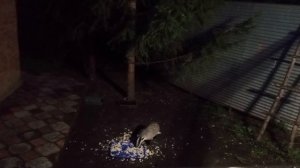 рубрика, архивные видео про барсучат