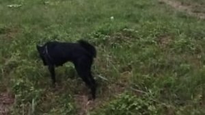 утренняя прогулка с собакой