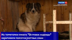 На территории приюта "Островок надежды" обнаружили полсотни мертвых собак