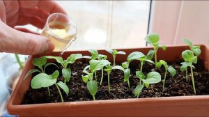 Посадите баклажаны на рассаду в феврале марте этим способом всходы вылезут щёткой.