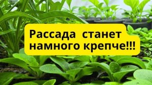 Три способа чтобы рассада не вытягивалась в комнате Без препаратов