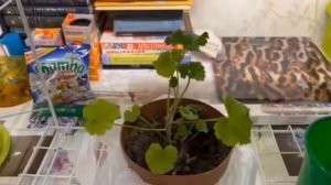 Изготовление стеллажа под рассаду