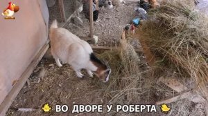 Содержание кур в домашних условиях и других птиц во дворе у Роберта 🐣🐤🦆🐔🪿🦃 (414)