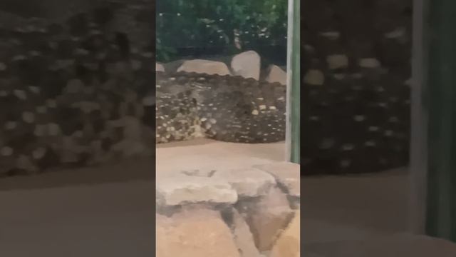 Зоопарк Екатеринбург часть 2 смотреть онлайн