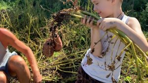 Сорт картофеля Сарпо Мира. Продажа семян на посадку. Питомник Мирошниченко!