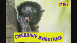 животные 167