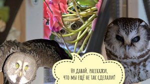 Артём откапывает Избушку. Я кормлю маленьких сов, скучаю. И тут меня как бомбануло!