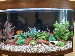 аквариумные рыбки