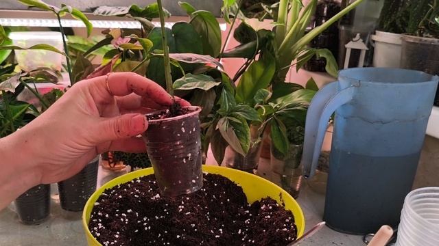 Пересадки 09.02.26.☘️☘️☘️🌹🍀🌺.#комнатныерастения смотреть онлайн