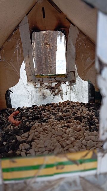 09.02.26. пополнила кормом дальние кормушки для синиц и белочек смотреть онлайн