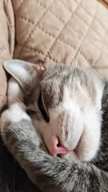 🐱🐯🐱 смотреть онлайн