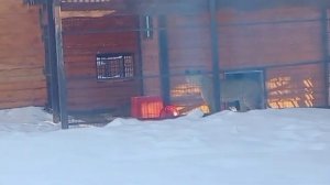 090226 КИАРА Знакомство состоялосьв очередной денькто-то же льву нос подрал