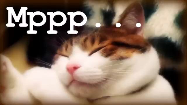 Умиротворяющее Мурлыканье Эмбиент...
